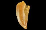 Serrated, Raptor Tooth - Real Dinosaur Tooth #127057-1
